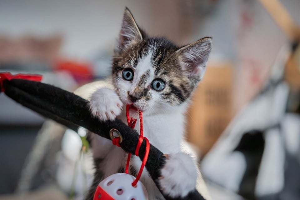 From Luggage to Leashes: Navigating Train Travel with Your Pet