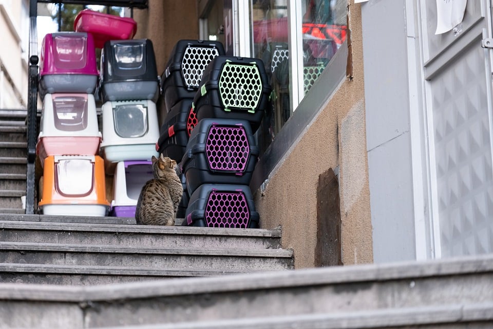 Jet-Setting with Fluffy: Your Guide to Pet-Friendly Airline Policies