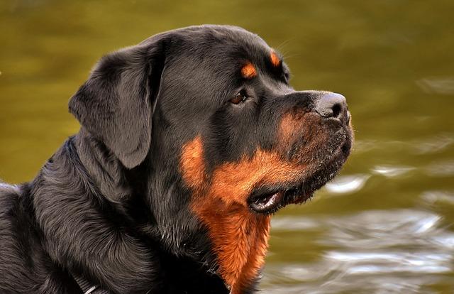 Essential Packing List for Pet-Friendly Getaways